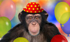 Chimpanzé 