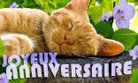 Un anniversaire câlin