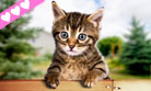 Faîtes parler le chaton !