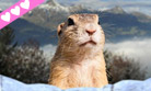 Faîtes parler la marmotte !