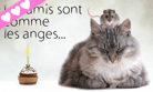 Amitié et tendresse pour son anniversaire